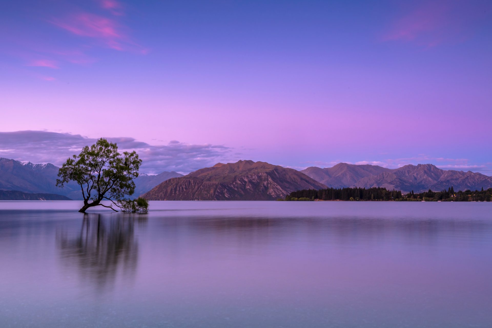 tree on body of water near mountains